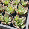 [PACK of 10 PLANTS] x Echeveria Hanaikada Mosaic Silk Variegated