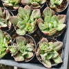 [PACK of 10 PLANTS] x Echeveria Hanaikada Mosaic Silk Variegated
