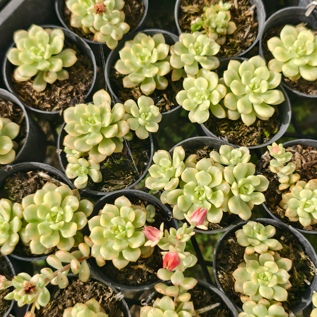 [PACK of 10 PLANTS] x Echeveria 'Tango' variegated