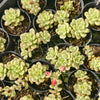 [PACK of 10 PLANTS] x Echeveria 'Tango' variegated