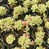 [PACK of 10 PLANTS] x Echeveria 'Tango' variegated