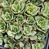 [PACK of 10 PLANTS] x Echeveria Jippon Moon River