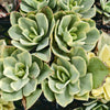 [PACK of 10 PLANTS] x Echeveria Jippon Moon River