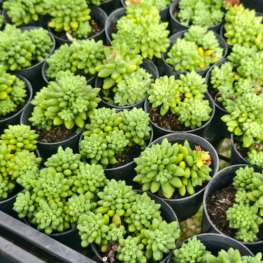 [PACK of 10 PLANTS] x Sedum 'Pink Berry' (aka. Canny Hinny)