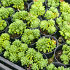 [PACK of 10 PLANTS] x Sedum 'Pink Berry' (aka. Canny Hinny)