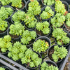 [PACK of 10 PLANTS] x Sedum 'Pink Berry' (aka. Canny Hinny)