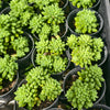 [PACK of 10 PLANTS] x Sedum 'Pink Berry' (aka. Canny Hinny)