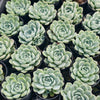 [PACK of 10 PLANTS] x Echeveria 'Lindsayana x Albicans'