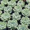 [PACK of 10 PLANTS] x Echeveria 'Lindsayana x Albicans'