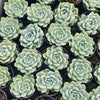 [PACK of 10 PLANTS] x Echeveria 'Lindsayana x Albicans'