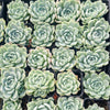 [PACK of 10 PLANTS] x Echeveria 'Lindsayana x Albicans'