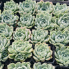 [PACK of 10 PLANTS] x Echeveria 'Lindsayana x Albicans'