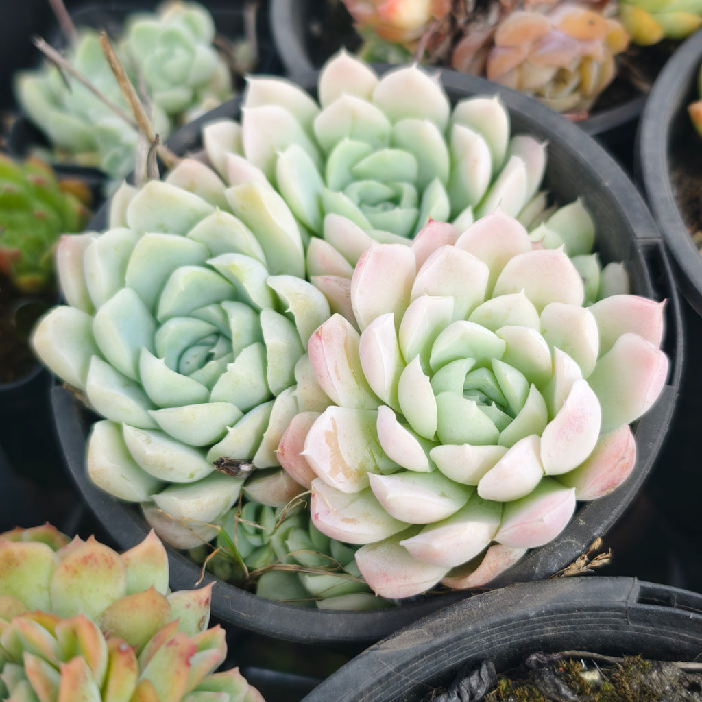 [PACK of 10 PLANTS] x Echeveria 'Lindsayana x Albicans'