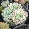 [PACK of 10 PLANTS] x Echeveria 'Lindsayana x Albicans'