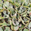 [PACK of 10 PLANTS] x Echeveria 'Flying Cloud'