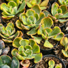[PACK of 10 PLANTS] x Echeveria Sunset Peony Variegated