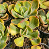 [PACK of 10 PLANTS] x Echeveria Sunset Peony Variegated