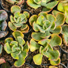 [PACK of 10 PLANTS] x Echeveria Sunset Peony Variegated