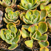 [PACK of 10 PLANTS] x Echeveria Sunset Peony Variegated