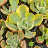 [PACK of 10 PLANTS] x Echeveria Sunset Peony Variegated