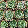 [PACK of 10 PLANTS] x Echeveria 'Raindrops'