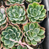 [PACK of 10 PLANTS] x Echeveria 'Raindrops'