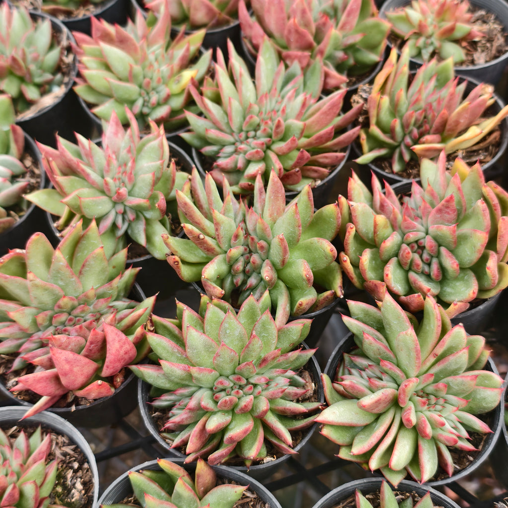 [PACK of 10 PLANTS] x  Echeveria agavoides 'Ike Soul' Crest