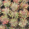 [PACK of 10 PLANTS] x  Echeveria agavoides 'Ike Soul' Crest