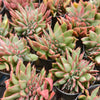 [PACK of 10 PLANTS] x  Echeveria agavoides 'Ike Soul' Crest