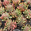[PACK of 10 PLANTS] x  Echeveria agavoides 'Ike Soul' Crest