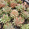 [PACK of 10 PLANTS] x  Echeveria agavoides 'Ike Soul' Crest