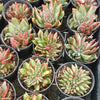 [PACK of 10 PLANTS] x  Echeveria agavoides 'Ike Soul' Crest