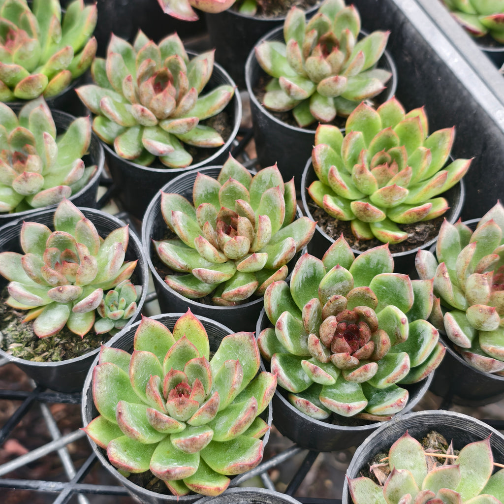 [PACK of 10 PLANTS] x Echeveria Purple Crystal