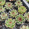 [PACK of 10 PLANTS] x Echeveria Purple Crystal