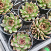 [PACK of 10 PLANTS] x Echeveria Purple Crystal