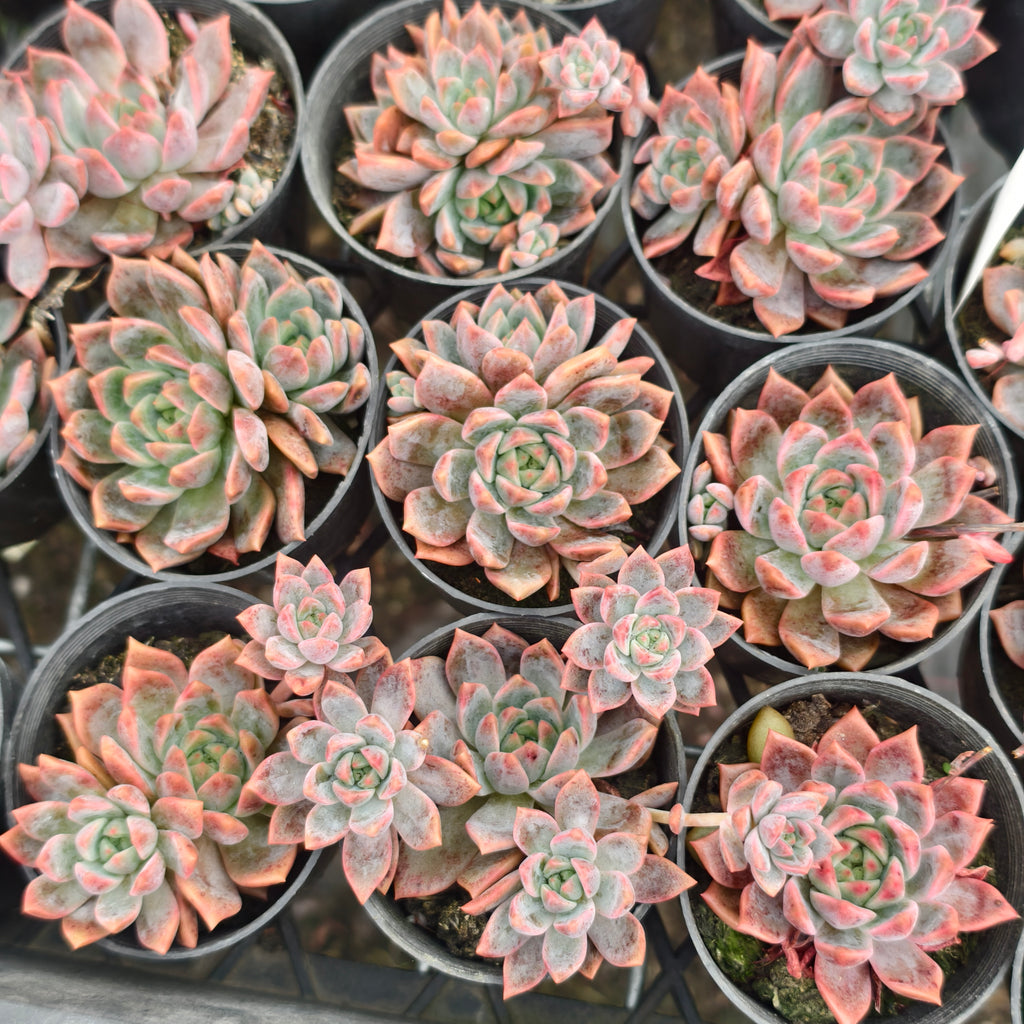 [PACK of 10 PLANTS] x  Echeveria 'Bonifica'