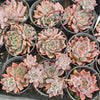 [PACK of 10 PLANTS] x  Echeveria 'Bonifica'