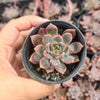 [PACK of 10 PLANTS] x  Echeveria 'Bonifica'