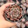 [PACK of 10 PLANTS] x  Echeveria 'Bonifica'