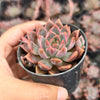 [PACK of 10 PLANTS] x  Echeveria 'Bonifica'