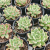 [PACK of 10 PLANTS] x Echeveria Arzee