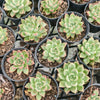 [PACK of 10 PLANTS] x Echeveria Arzee