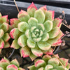 [PACK of 10 PLANTS] x Echeveria Arzee