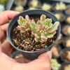 [PACK of 10 PLANTS] x Sedum Joyce Tulloch Variegated