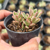[PACK of 10 PLANTS] x Sedum Joyce Tulloch Variegated