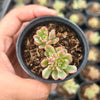 [PACK of 10 PLANTS] x Sedum Joyce Tulloch Variegated