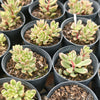 [PACK of 10 PLANTS] x Sedum Joyce Tulloch Variegated
