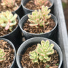 [PACK of 10 PLANTS] x Sedum Joyce Tulloch Variegated