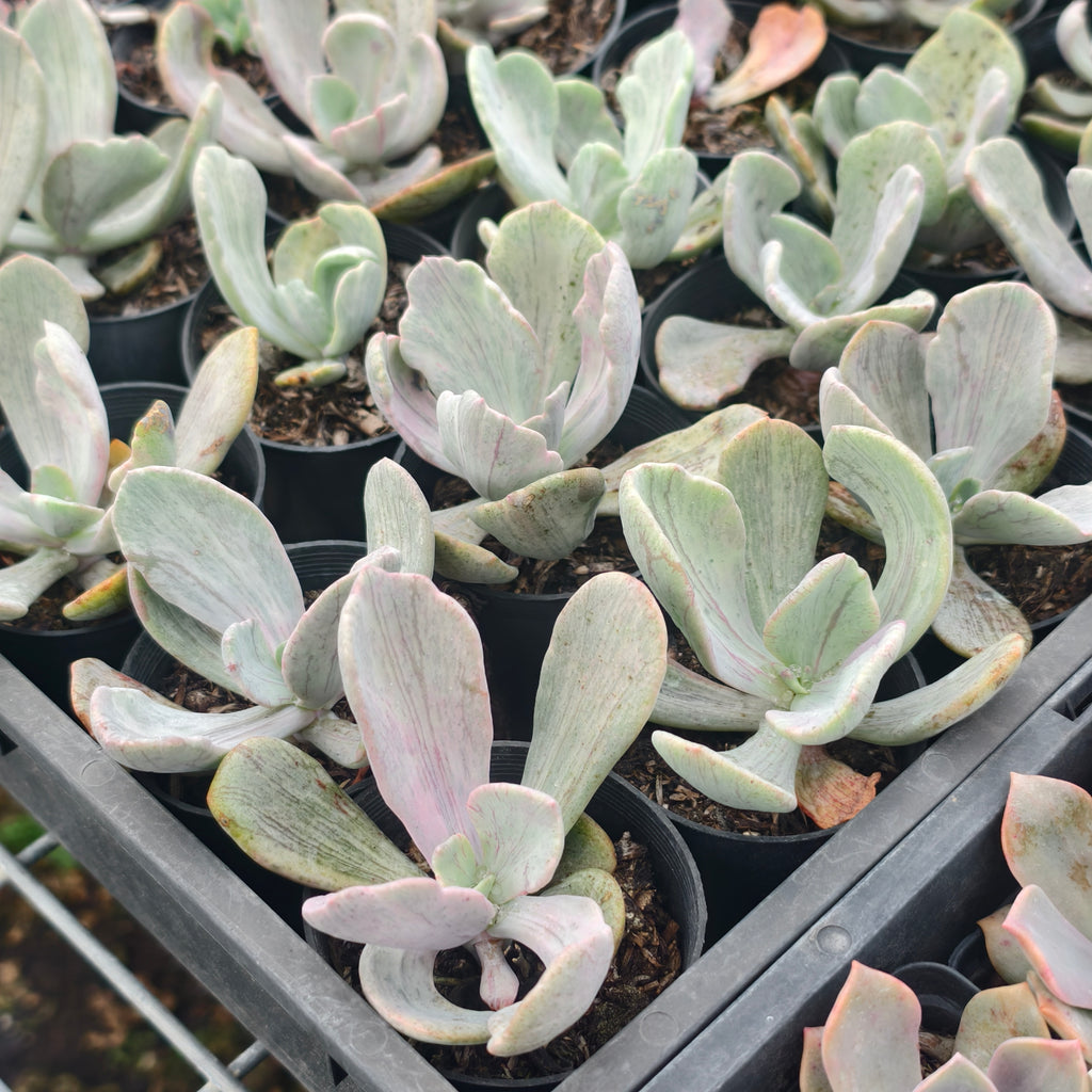 [PACK of 10 PLANTS] x  Echeveria 'Jocelyn's Joy'
