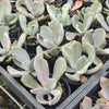 [PACK of 10 PLANTS] x  Echeveria 'Jocelyn's Joy'